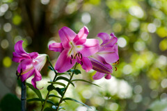 華やかな花ですね！/ 私的花・草木