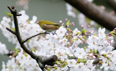 桜とメジロ