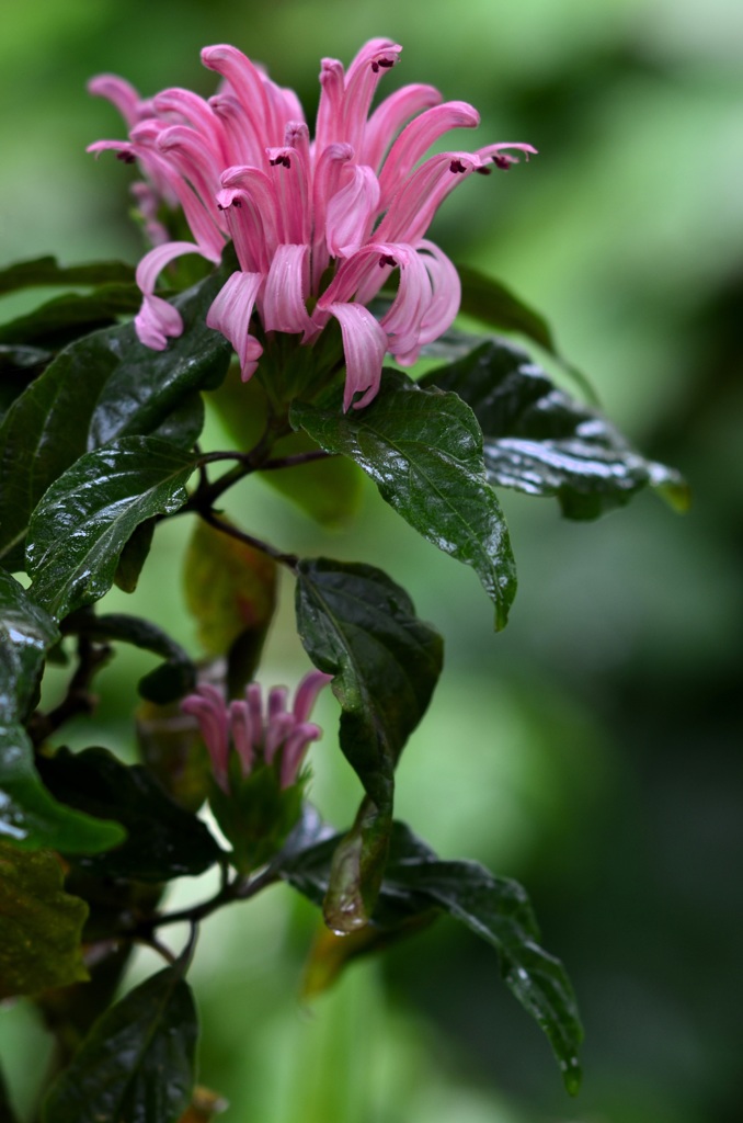 花・草木/マツリバナ？
