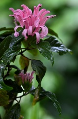 花・草木/マツリバナ？