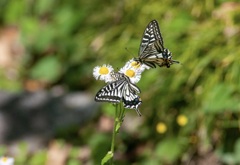 アゲハ二頭撮り・2まで