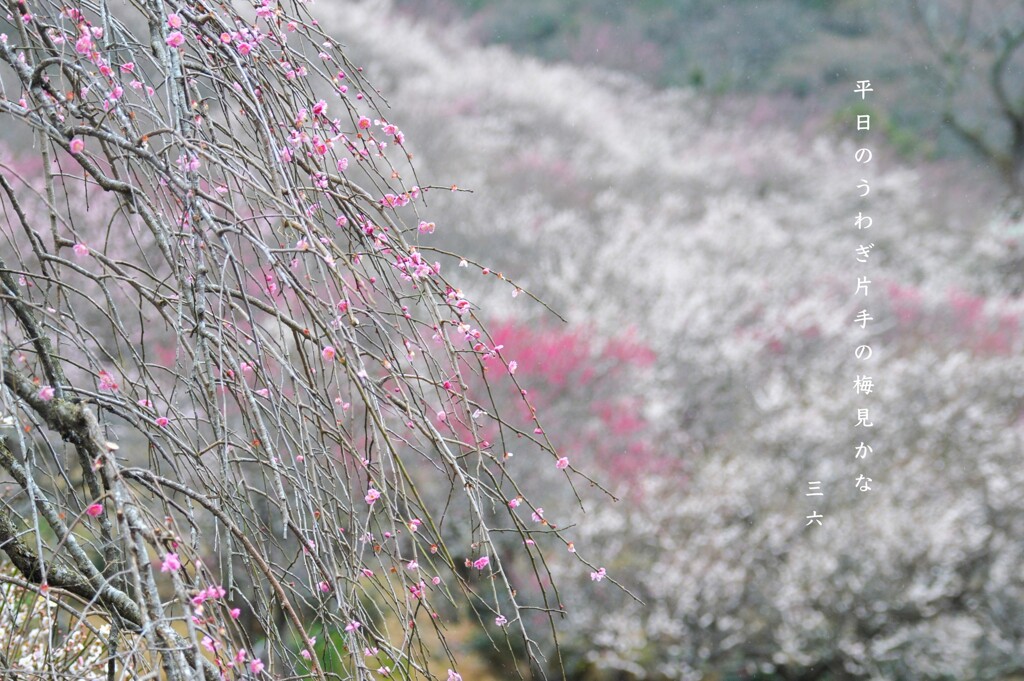 私的写真句