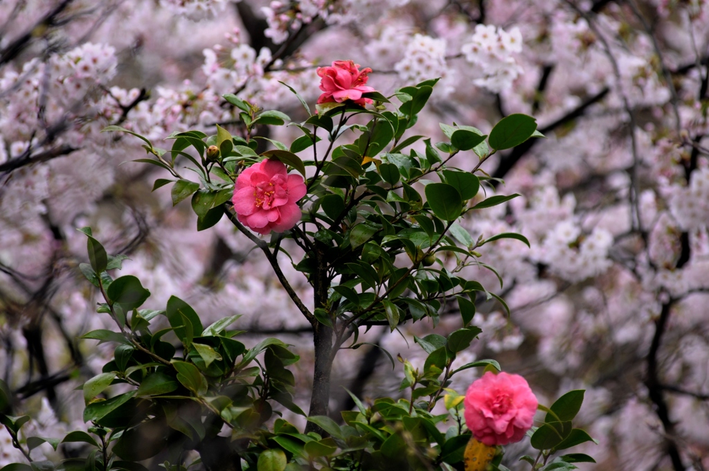 椿と桜/私的花・草木