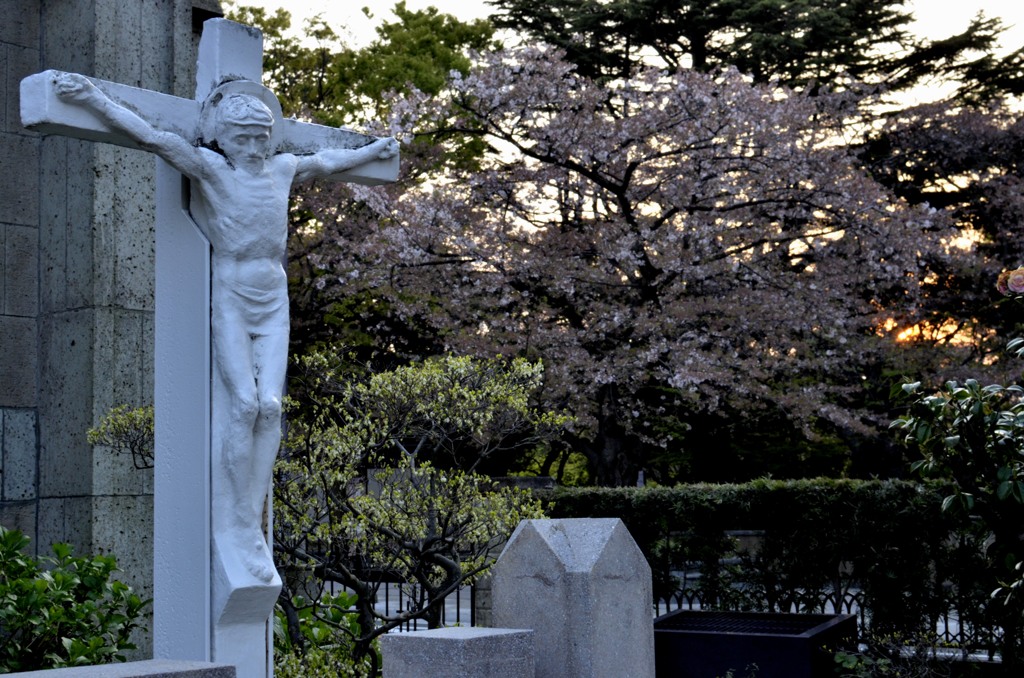 横浜/教会と桜・３まで
