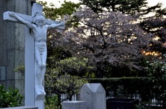 横浜/教会と桜・３まで