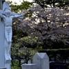 横浜/教会と桜・３まで