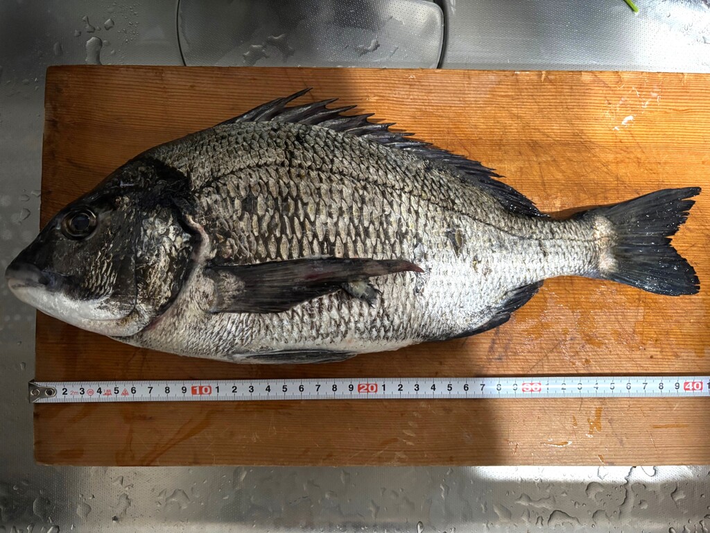 釣り好き専用
