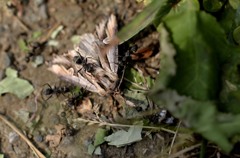 自然の中の一コマ…/パーソナル・スケッチ