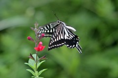 花にまとわるアゲハ２題　①/花・草木＋α