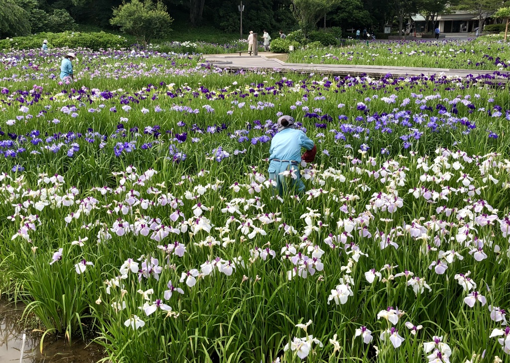 花畑 / iphoneスケッチ・87