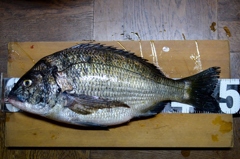 番外８/釣り好き専用です。