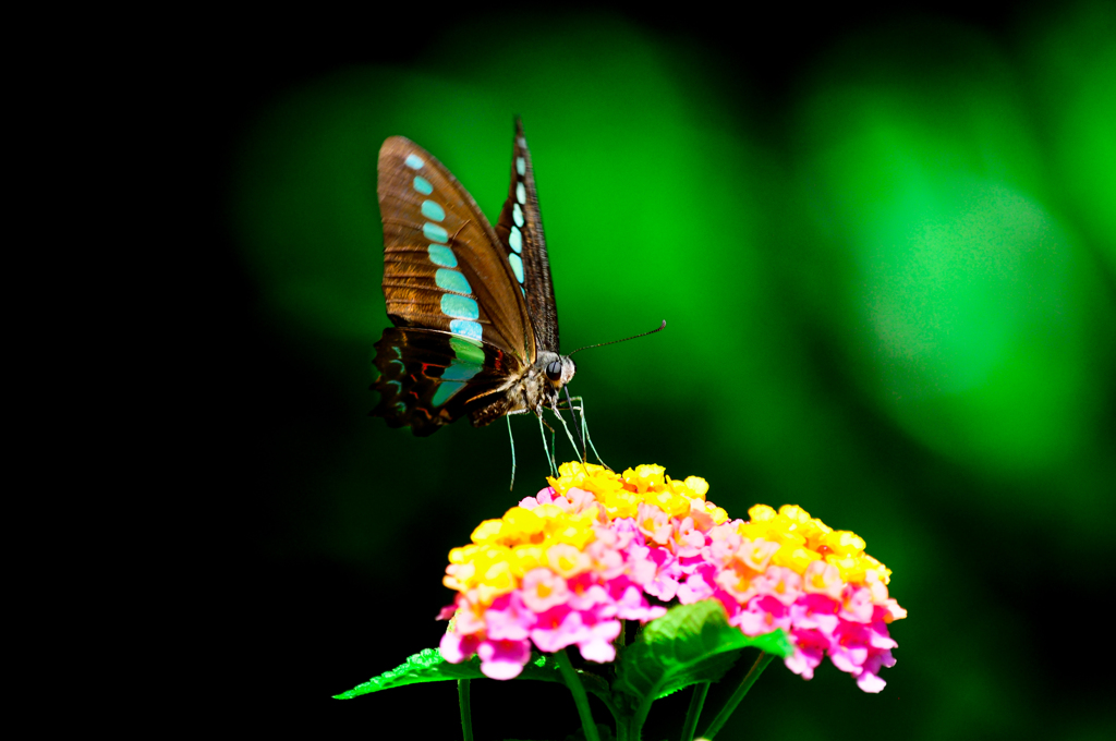 アオスジアゲハ２/(新)◆花・草木+α