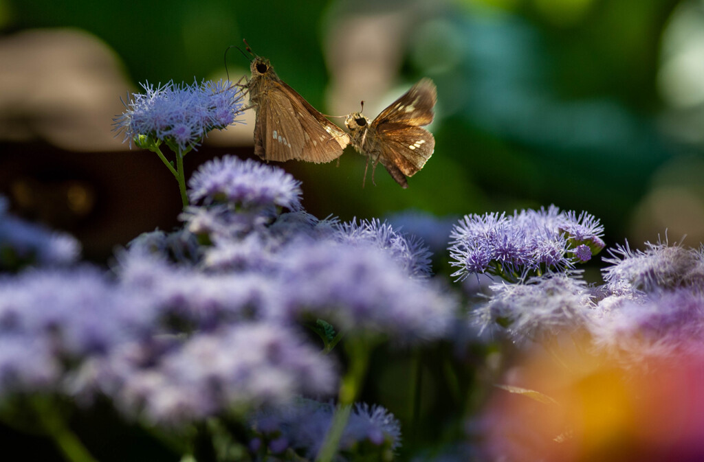 セセリチョウ！