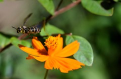 ハチ！です…/花・草木＋α