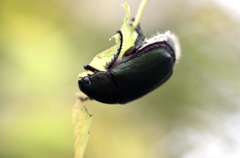 花・草木＋α/カナブン　目が目玉です！