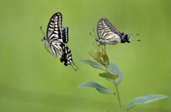 花・草木＋α/蝶が舞う！３題　①