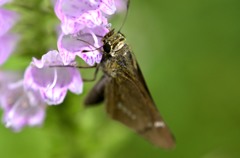 花・草木＋α/セセリチョウ２題　②