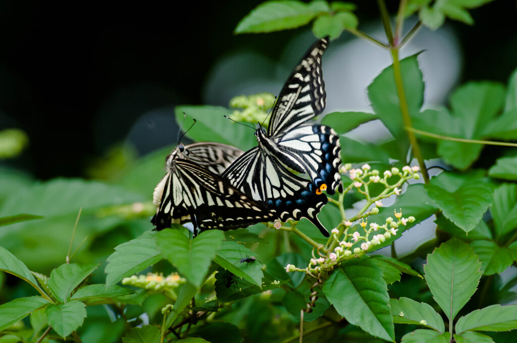 ハグしてる？/ 二頭のアゲハ・３