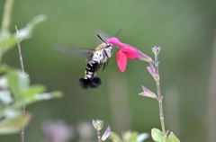 花・草木＋α/スズメガ　①