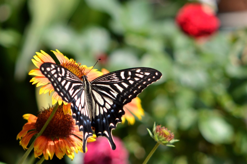 同じ花２題　②/花・草木＋α