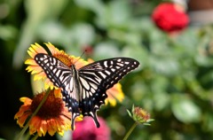 同じ花２題　②/花・草木＋α