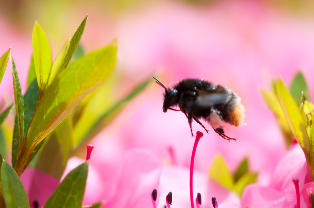 ツツジにミツバチ/(新)◆花・草木＋α