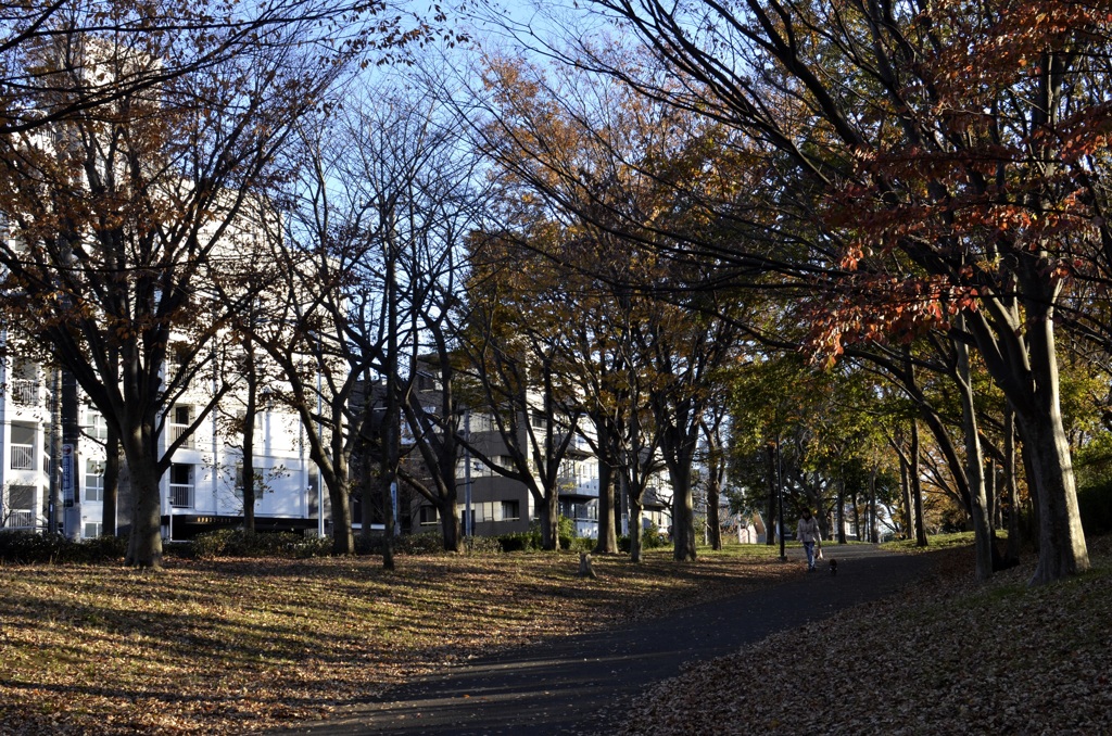 横浜/森林公園