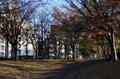 横浜/森林公園