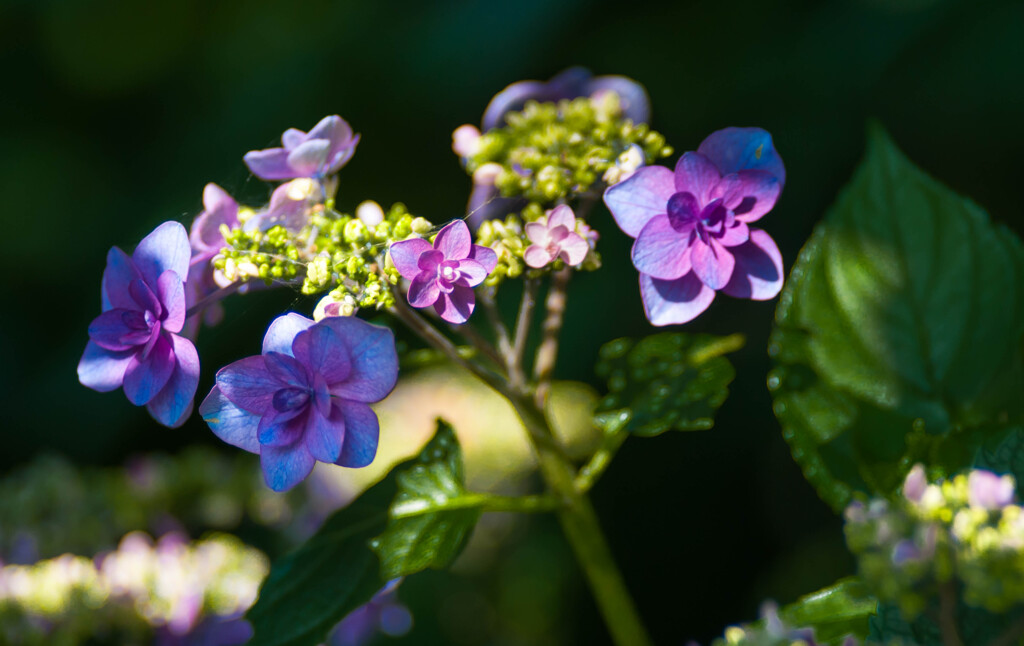 寄ったアジサイ・1 / 私的花・草木
