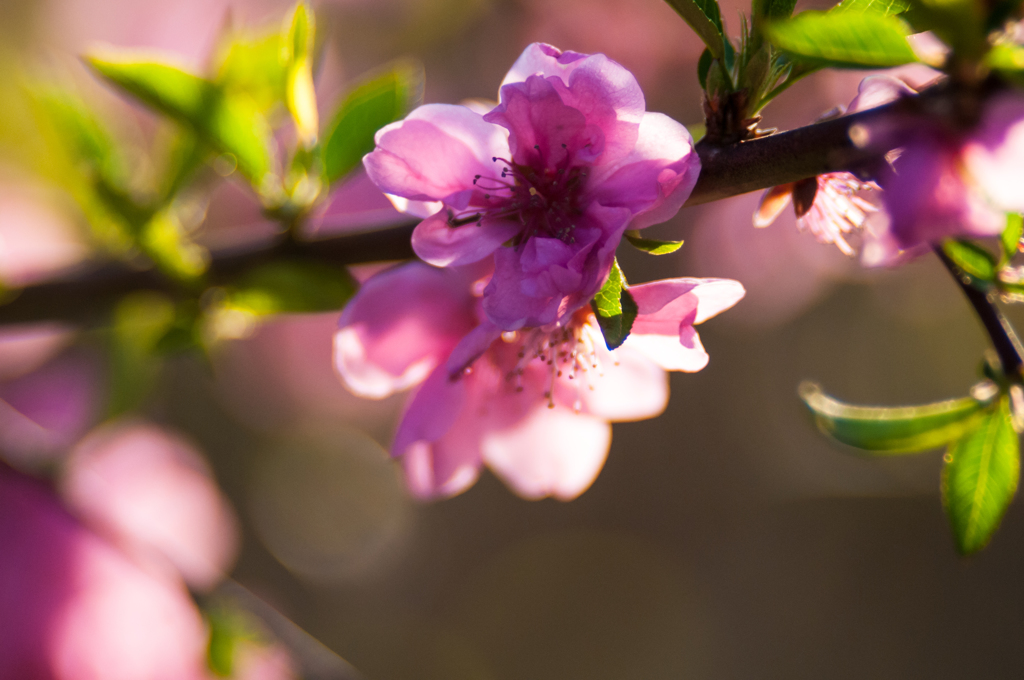 写真句/花・草木