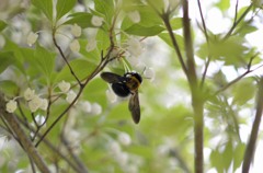 クマンバチと灯台躑躅/花・草木＋α