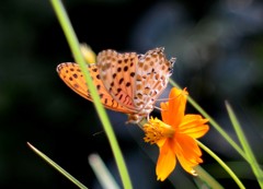 花・草木＋α/派手な蝶・花と地味な蝶・草　２題①