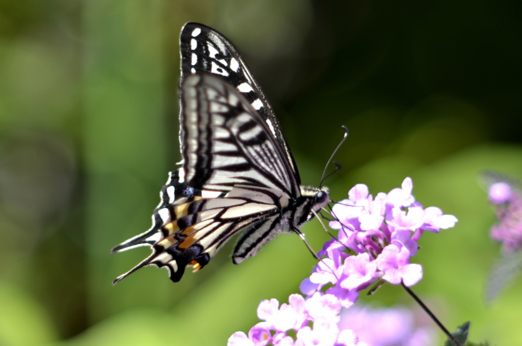 アゲハ三昧　４題①/花・草木＋α
