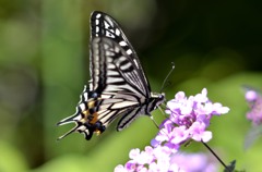 アゲハ三昧　４題①/花・草木＋α