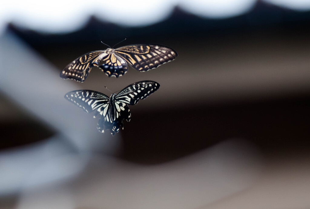 道端の二頭・５まで