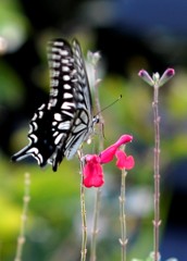 花・草木＋α/蝶３題②　羽音が聞こえますか？