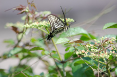 ペガサスのようだなー！/(新)花・草木＋α