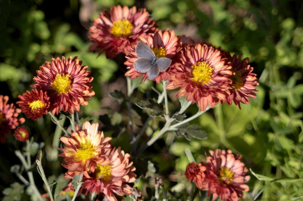 花・草木＋α/生存記録　③