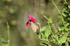 花・草木＋α/セセリ３題　②