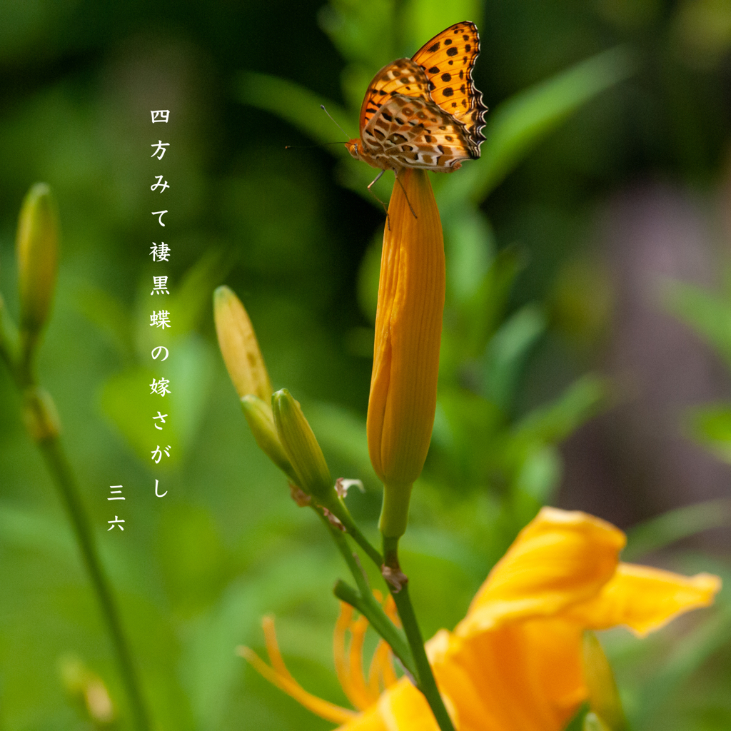 私的写真句