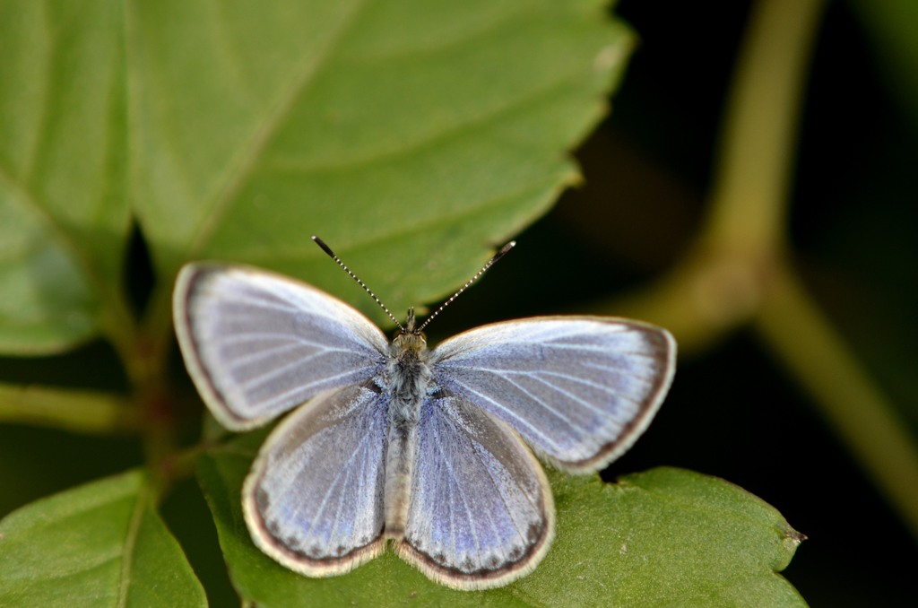 花・草木＋α/撮れたて新鮮２題　②