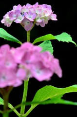 花・草木/紫陽花３－３　アジサイ？