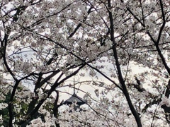 桜満開！/iphoneスケッチ・34