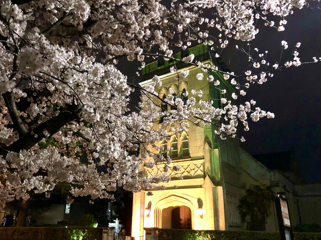 異国情緒のヨコハマ桜