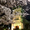 異国情緒のヨコハマ桜