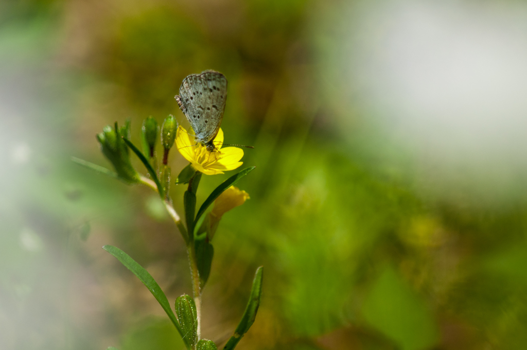 シジミチョウ！/(新)花・草木+α