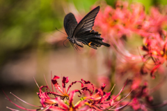 古刹にて・６/◆新・花・草木+α