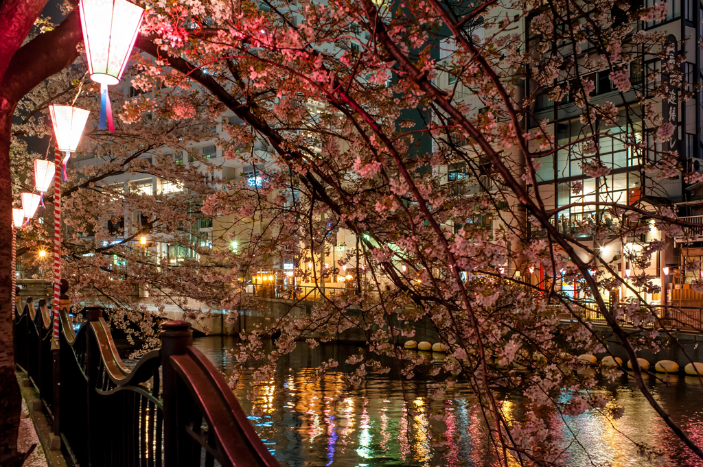 横浜・大岡川の夜桜/私的横浜の桜