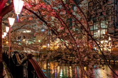 横浜・大岡川の夜桜/私的横浜の桜
