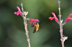 花・草木＋α/花とハチ